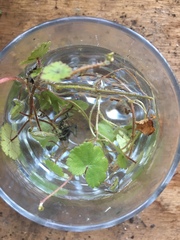 Hydrocotyle moschata parvifolia