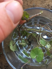 Hydrocotyle moschata parvifolia