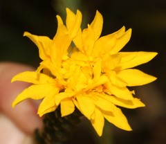 Lachnaea aurea