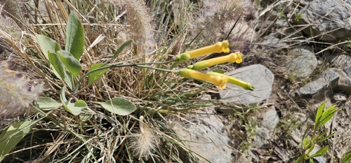 tree tobacco