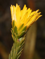 Lachnaea aurea