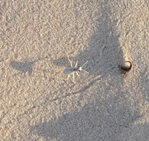 Ghost Tiger Beetle photo 2
