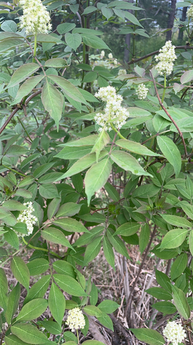 red-berried elder