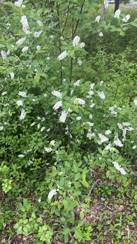 bird cherry
