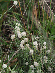 Calocephalus lacteus