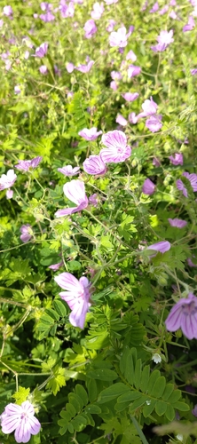 Geranium albanum