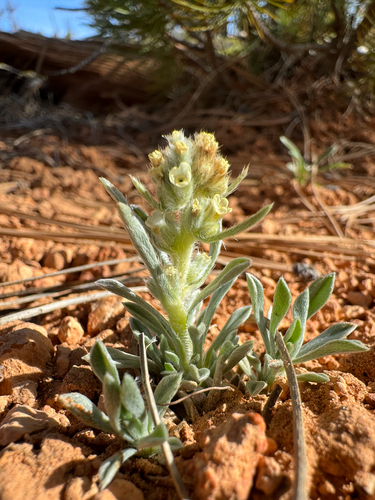 yellowwhite cryptantha (Cryptantha ochroleuca)