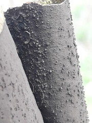 Cryptostroma corticale