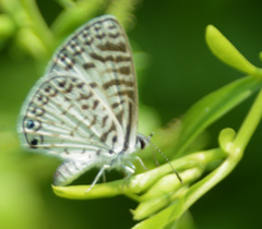 Leptotes cassius