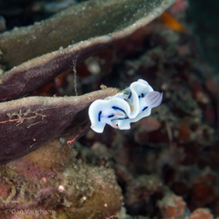 Chromodoris lochi