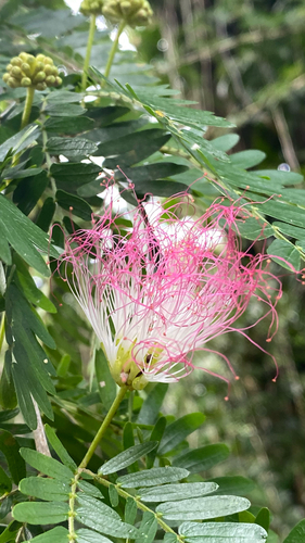 Calliandra, 2026-05-21