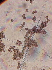 Cryptostroma corticale
