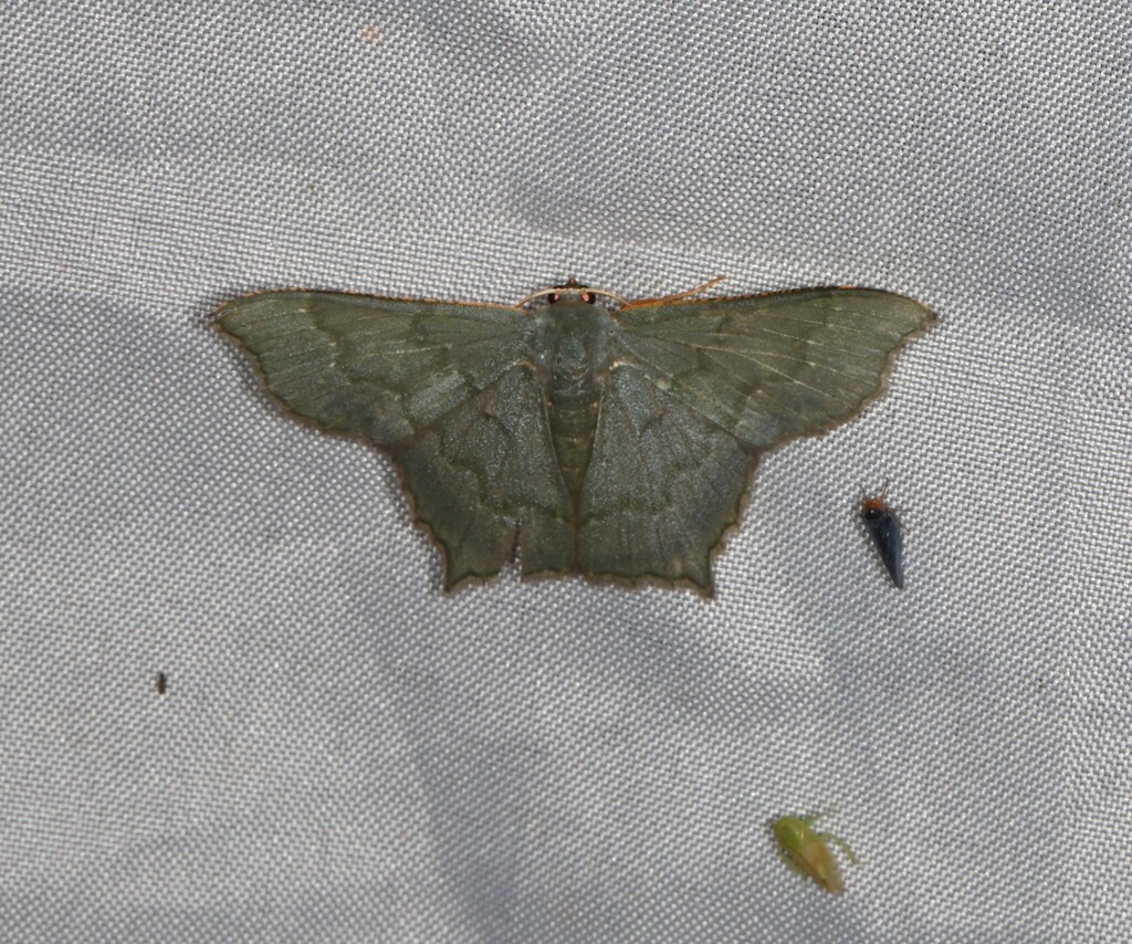 Hemithea obscurata