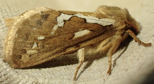 Common Swift Moth, Graafland, Groot-Ammers, South Holland, NL, photo 9 of 10