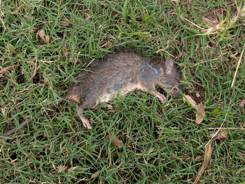 Rattus rattus observed 2026-05-21