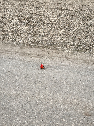 Scarlet Tanager