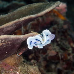 Chromodoris lochi