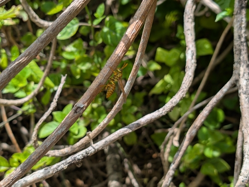 Yellow Oriental Paper Wasp photo 6