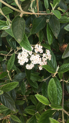 Viburnum rhytidophyllum