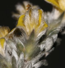 Aspalathus caledonensis