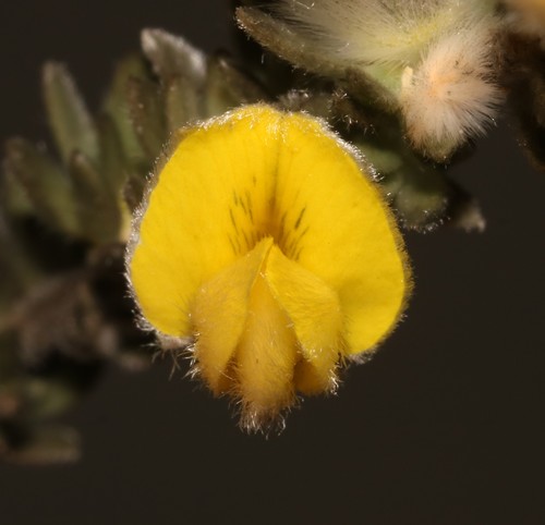 Image of Aspalathus caledonensis by (c) Brian du Preez, some rights reserved (CC BY-SA)