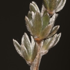 Aspalathus caledonensis