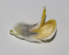 Aspalathus caledonensis