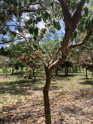 Sterculia ceramica observed 2026-05-22