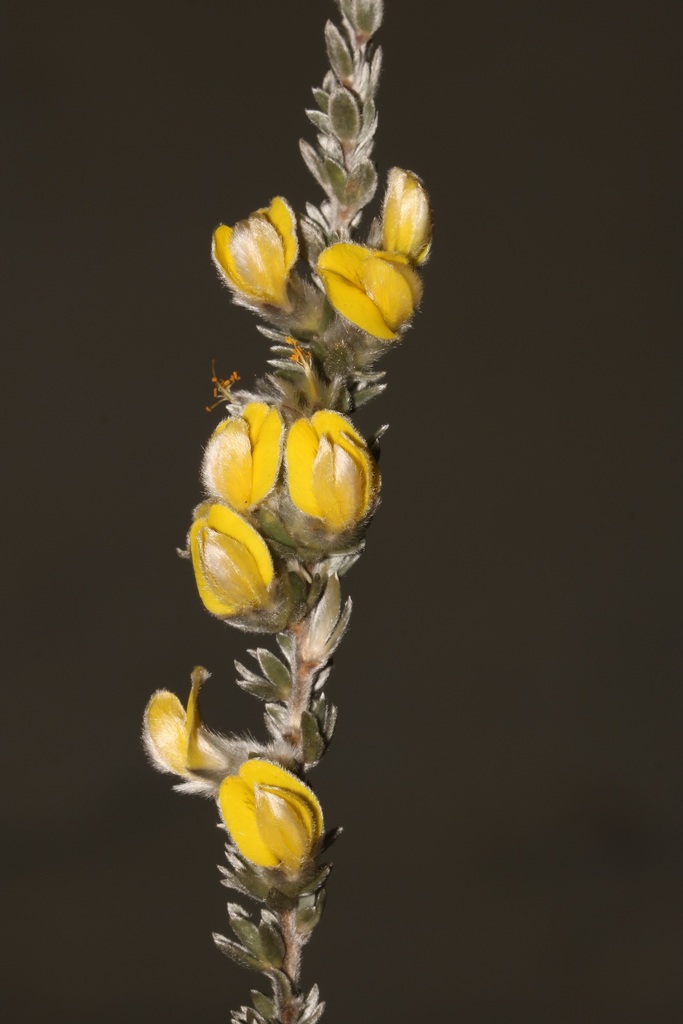 Silky Capegorses