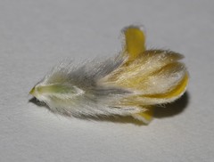 Aspalathus caledonensis