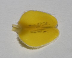 Aspalathus caledonensis