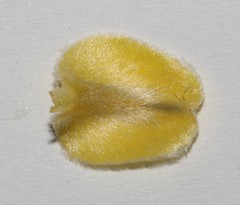 Aspalathus caledonensis