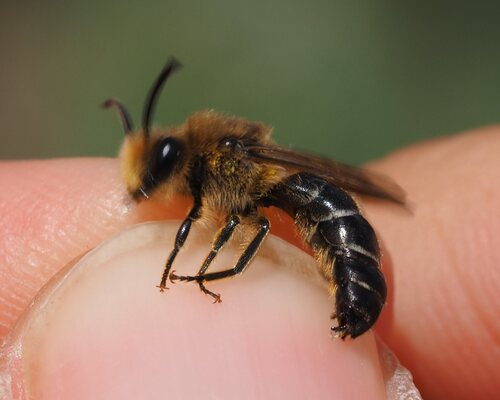 Colletes albomaculatus