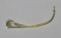 Aspalathus caledonensis