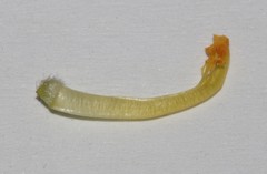 Aspalathus caledonensis