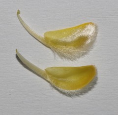 Aspalathus caledonensis