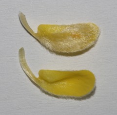 Aspalathus caledonensis