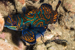 Synchiropus splendidus