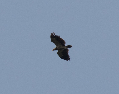 Palm-nut Vulture