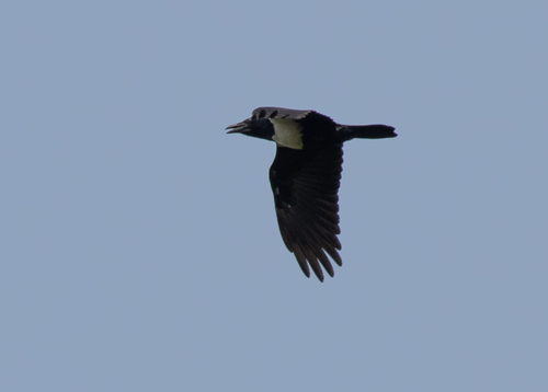 Pied Crow