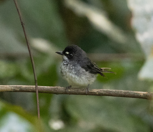 White-browed Forest Flycatcher (Fraseria cinerascens), photo 2