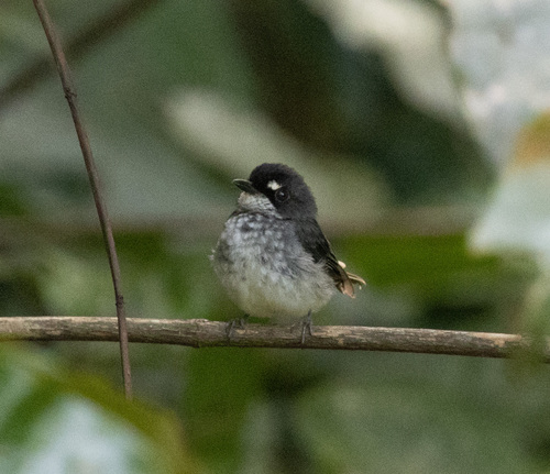 White-browed Forest Flycatcher (Fraseria cinerascens), photo 2