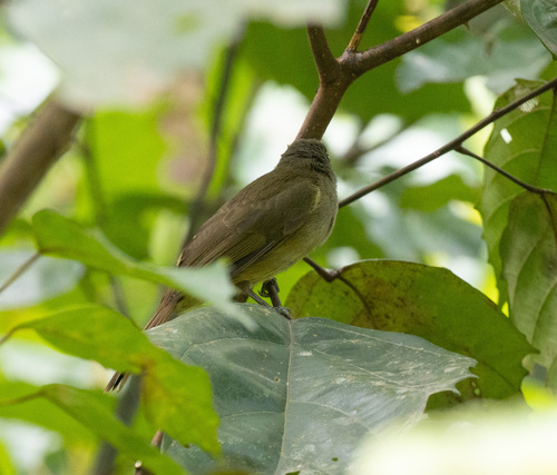 Little Grey Greenbul (Eurillas gracilis), photo 3