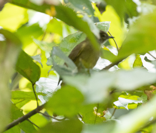 Little Grey Greenbul (Eurillas gracilis), photo 7
