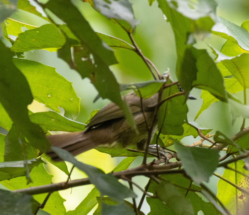 Little Grey Greenbul (Eurillas gracilis), photo 7
