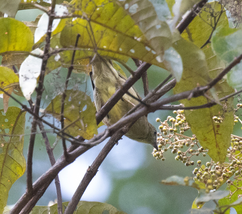 Little Greenbul (Eurillas virens)
