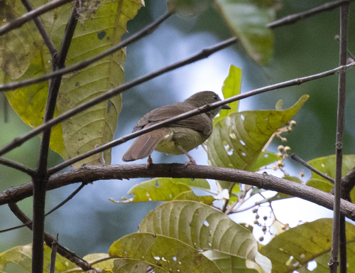 Little Greenbul (Eurillas virens), photo 2