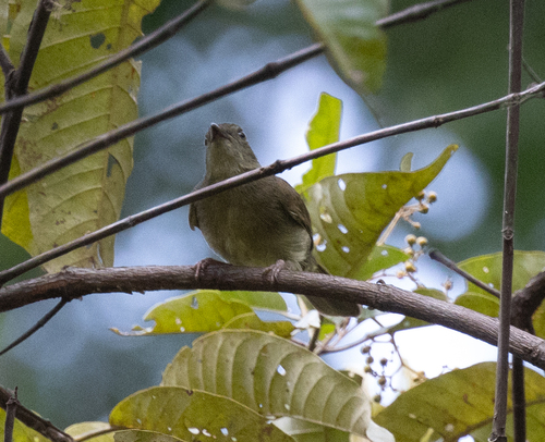 Little Greenbul (Eurillas virens), photo 3