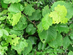 Neomillspaughia emarginata