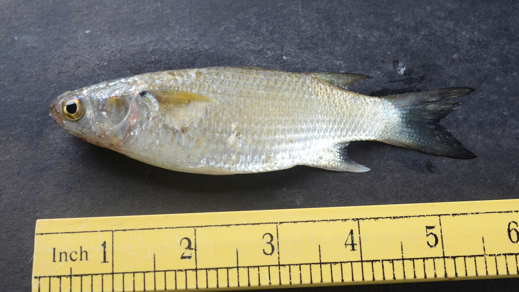 Dwarf Mullet